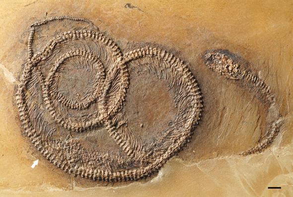 Fossil snake preserving three trophic levels and evidence for an ontogenetic dietary shift